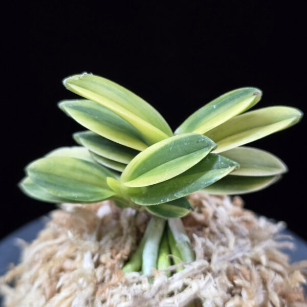 대장금 大壯錦 Daejanggeum(Daiso Nishiki)