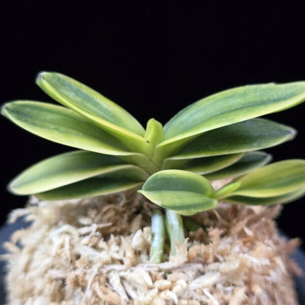 대장금 大壯錦 Daejanggeum(Daiso Nishiki)