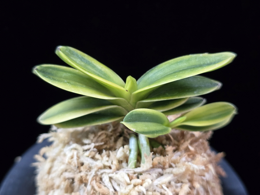 대장금 大壯錦 Daejanggeum(Daiso Nishiki) 대장금 大壯錦 Daejanggeum(Daiso Nishiki)