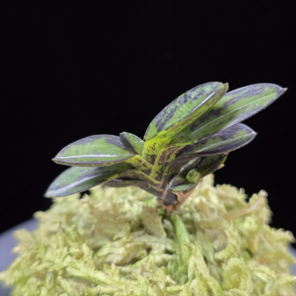 금오 金烏 Geumo (Kurohyo)