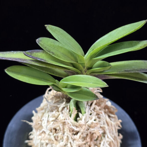 금정 金頂 Geumjeong