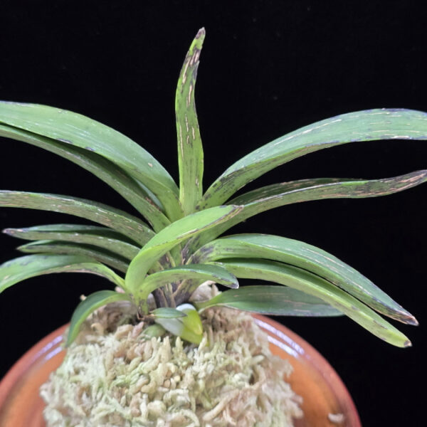 황야 荒野 Hwang-ya(Kouya)