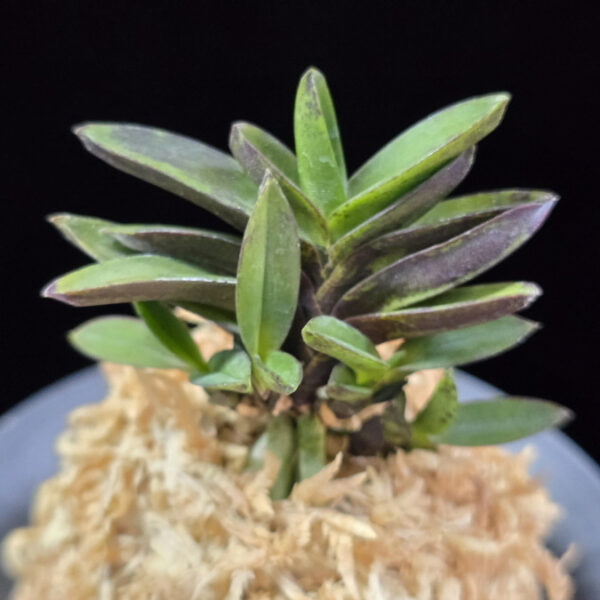 소판보 小判宝 Kobantakara