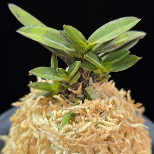 소판보 小判宝 Kobantakara