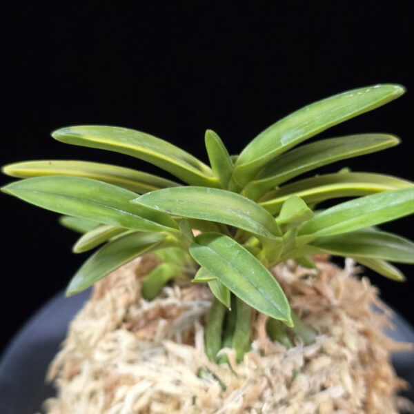 금공작 金孔雀 Kinkujaku