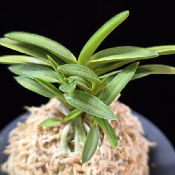 금공작 金孔雀 Kinkujaku