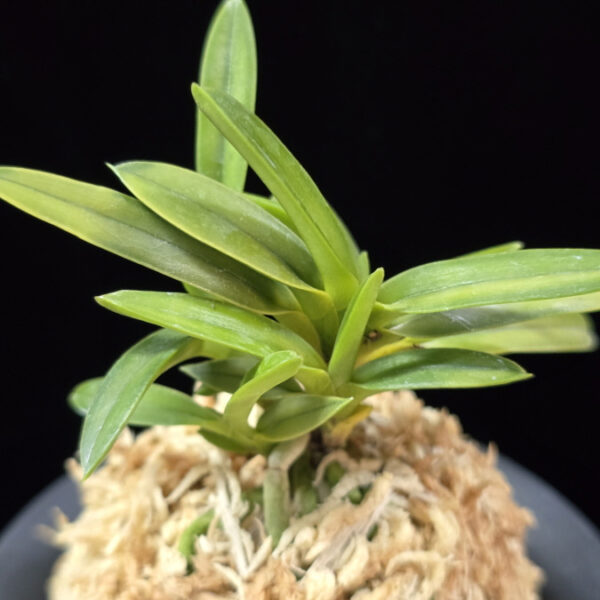 금공작 金孔雀 Kinkujaku