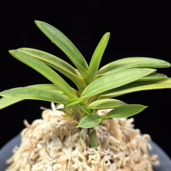 금공작 金孔雀 Kinkujaku