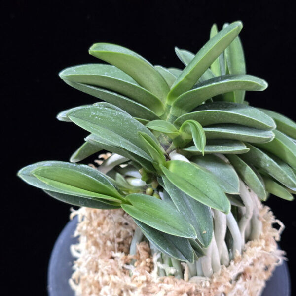 장원 壯元 Jangwon (Amami*Tamraok)