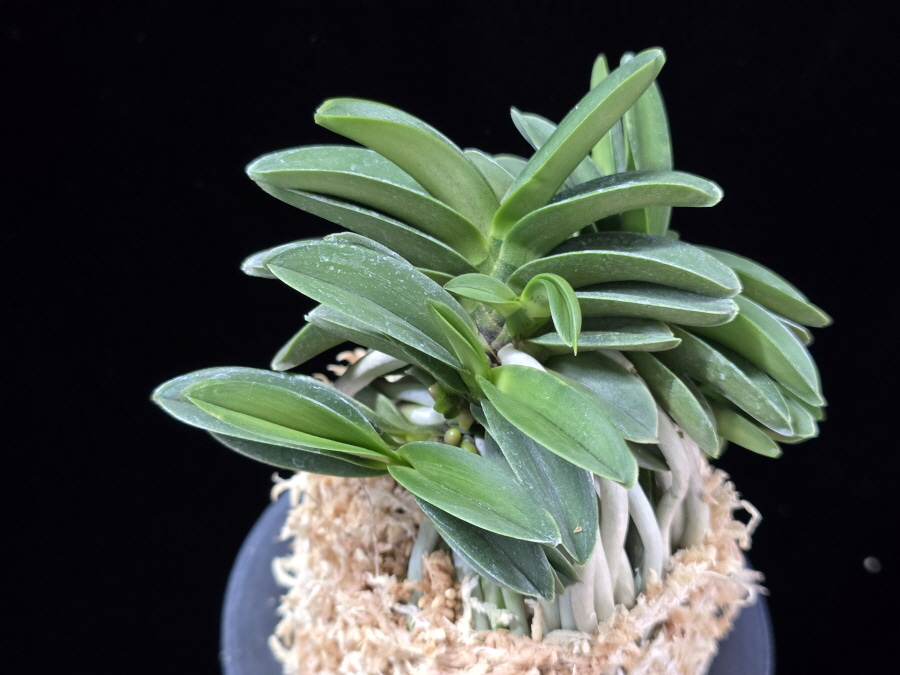 장원 壯元 Jangwon (Amami*Tamraok) 장원 壯元 Jangwon (Amami*Tamraok)