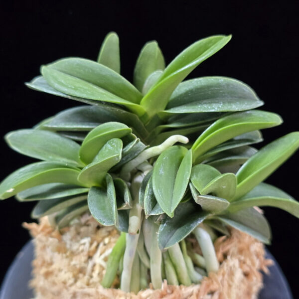 장원 壯元 Jangwon (Amami*Tamraok)