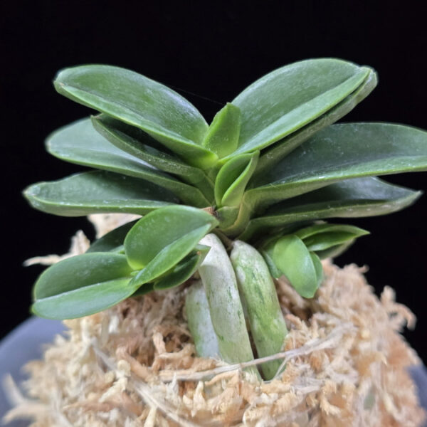 장원 壯元 Jangwon (Amami*Tamraok)