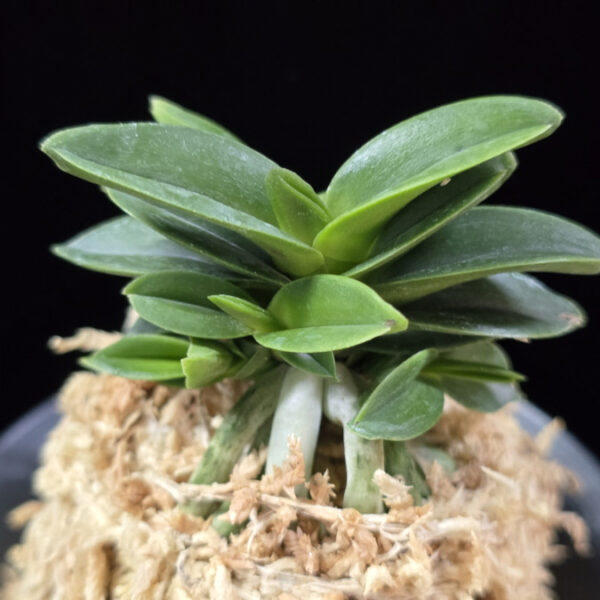 장원 壯元 Jangwon (Amami*Tamraok)