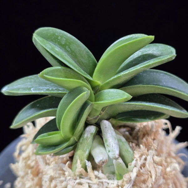 장원 壯元 Jangwon (Amami*Tamraok)