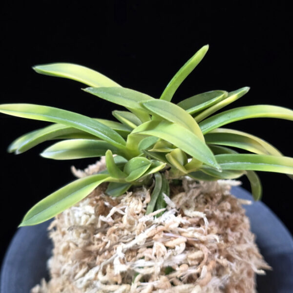 당금 唐錦 Karanishiki