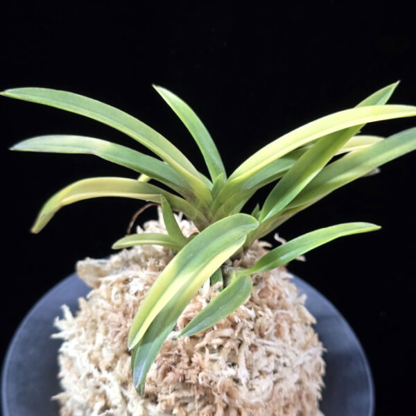 당금 唐錦 Karanishiki