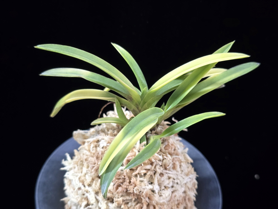 당금 唐錦 Karanishiki 당금 唐錦 Karanishiki