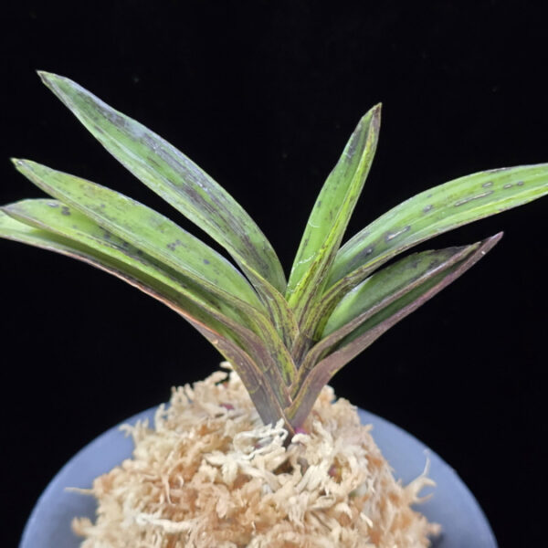 진묵 鎭墨 Jinmuk