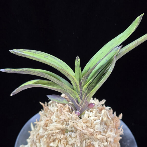 진묵 鎭墨 Jinmuk