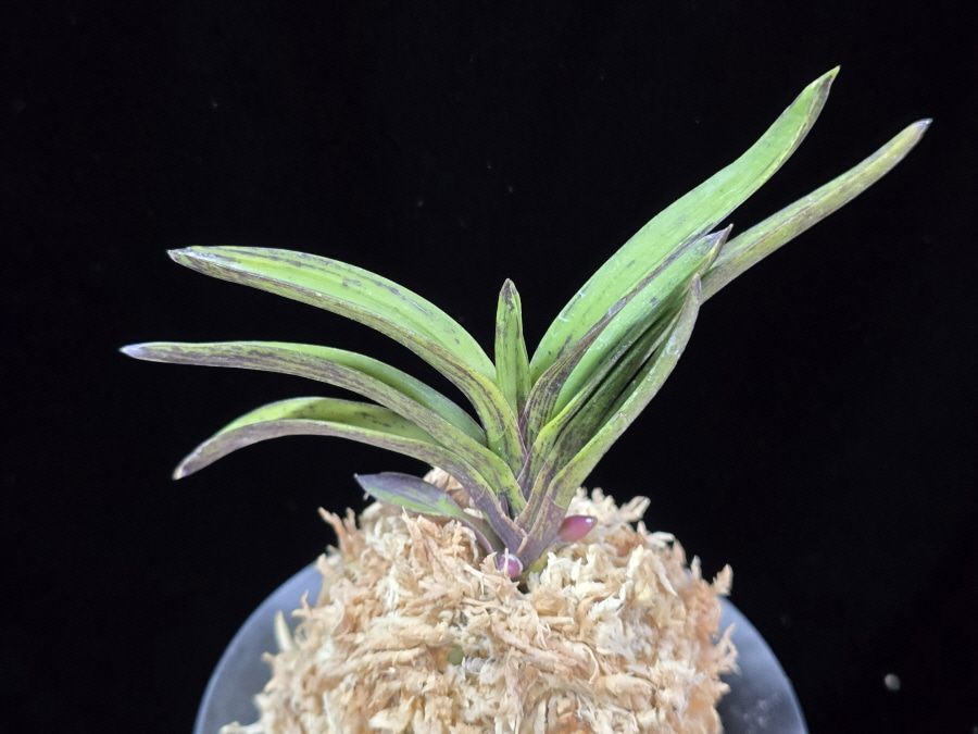 진묵 鎭墨 Jinmuk 진묵 鎭墨 Jinmuk