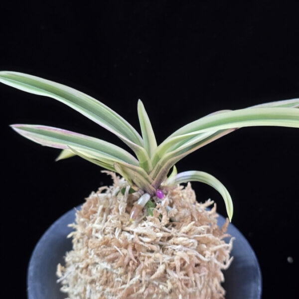 내위 匂威 Nioiodoshi