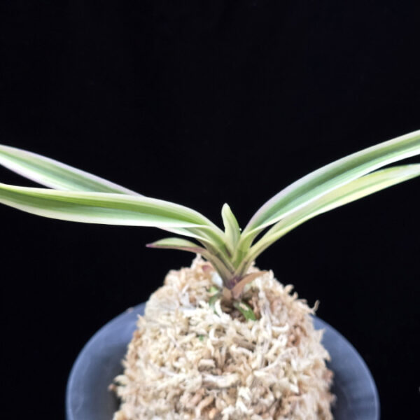 내위 匂威 Nioiodoshi