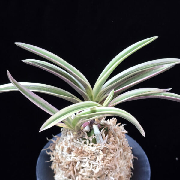 내위 匂威 Nioiodoshi