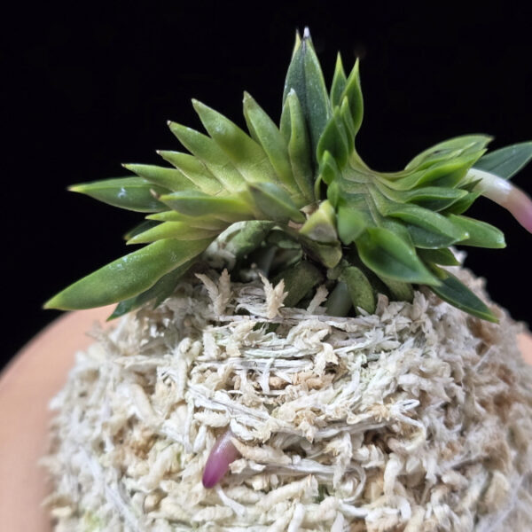 용린 龍鱗 Yongrin