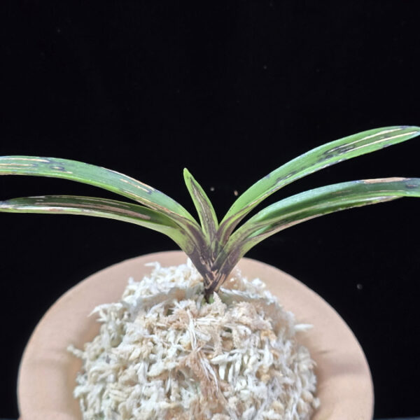 왕검 王儉  Wanggeom