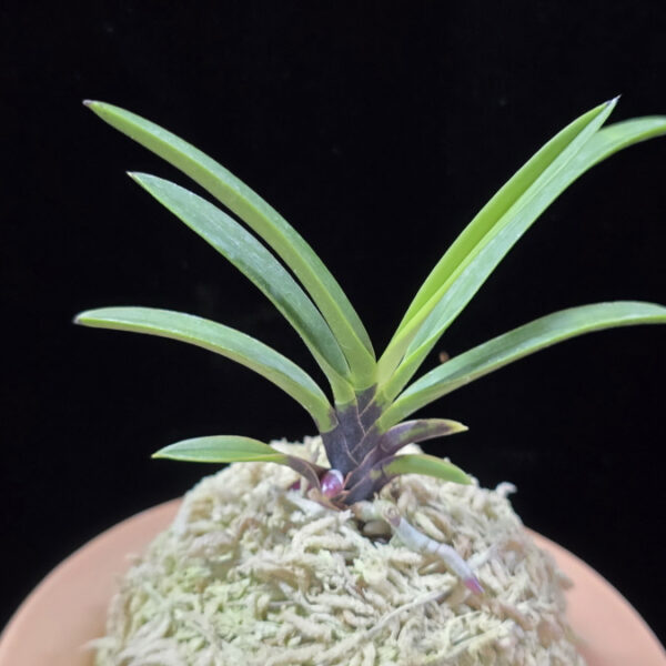 적토 赤兎 Akausagi (3spur)