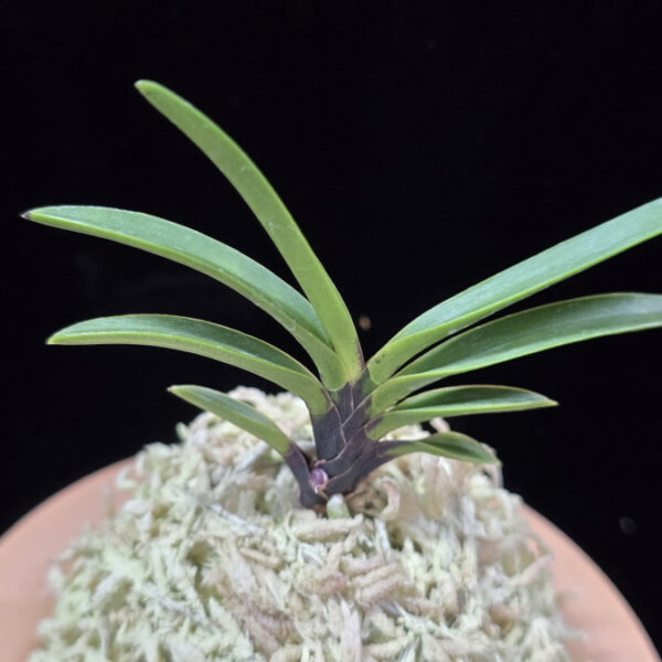 적토 赤兎 Akausagi (3spur)