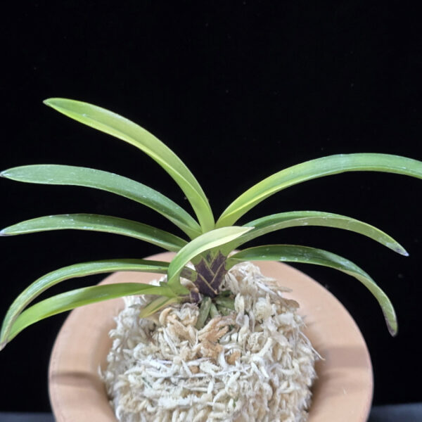 금직 錦織 Nishikiori