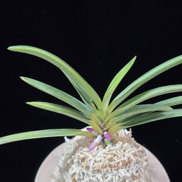 건국전 建国殿 Kenkokuden