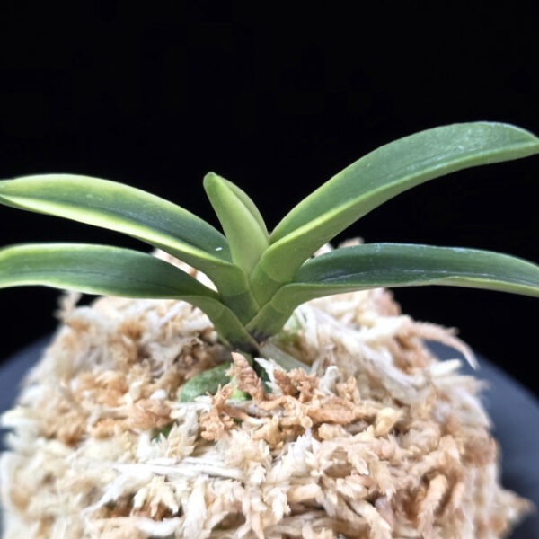 초선관 貂蟬冠 Choseongwan