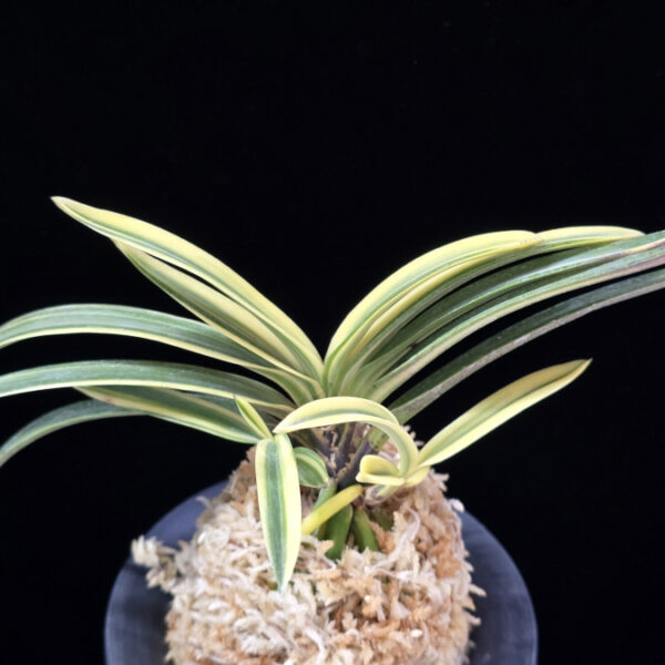 도우이중 都羽二重 Miyakohabutae