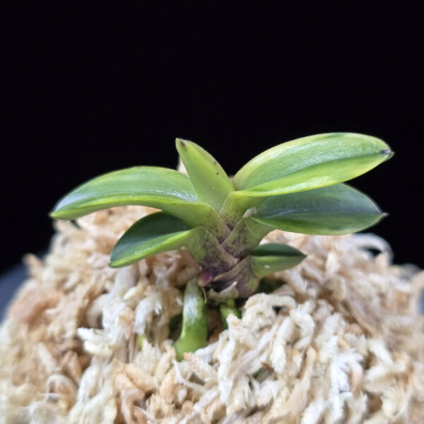 진주금 真珠錦 Shinjunishiki (Kuroshinju+Fugaku)