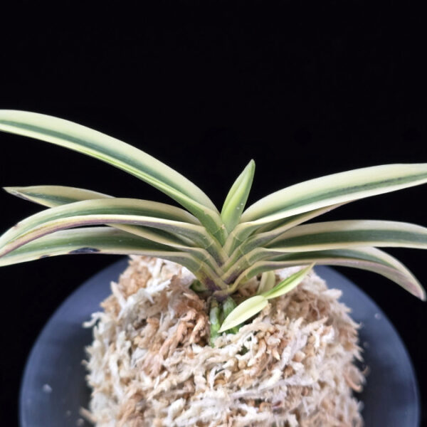 계백 係白 Gyebaek