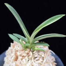 서시 西施 Seosi(Seishi)