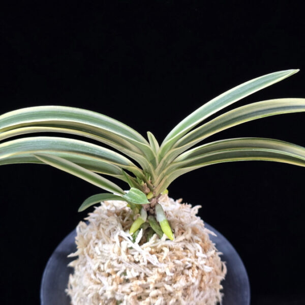 서시 西施 Seosi(Seishi)