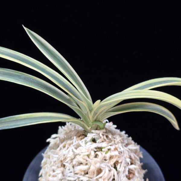 서시 西施 Seosi(Seishi)