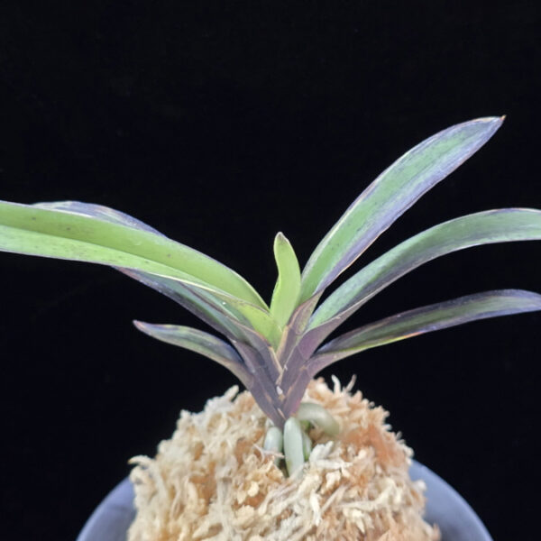 왕조 王朝  Wangjo