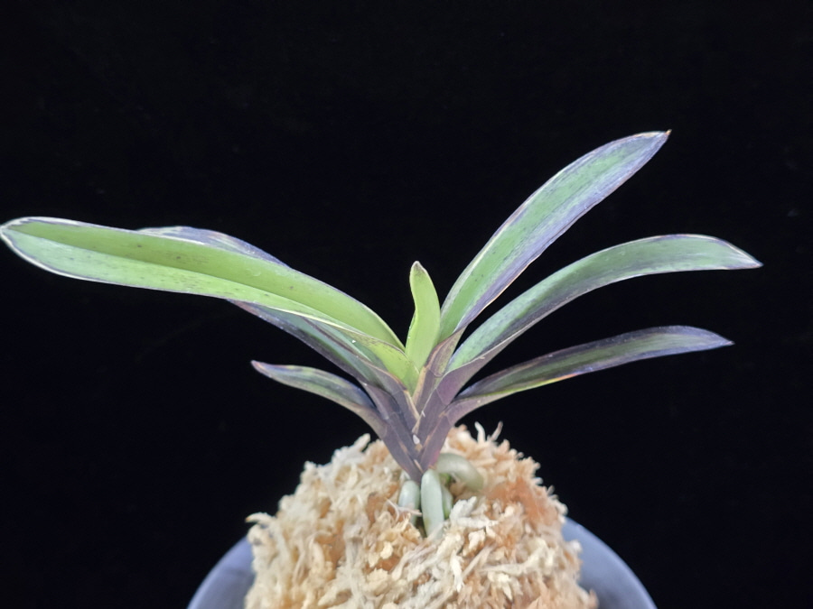 왕조 王朝 Wangjo 왕조 王朝 Wangjo