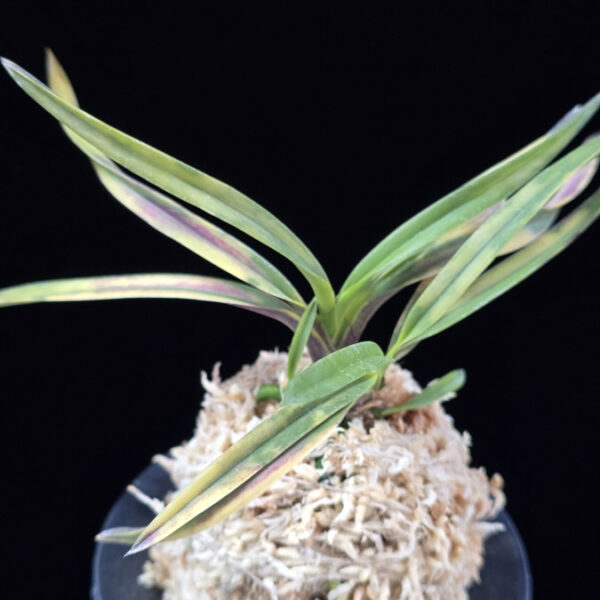 기주복호 紀州伏虎 Kishu Fukkou