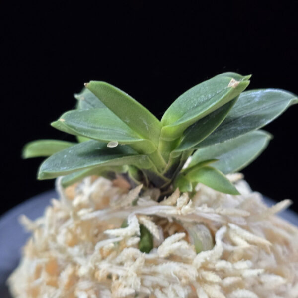 두영충 豆鈴虫 Mame Suzumushi