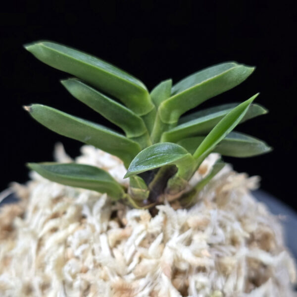 두영충 豆鈴虫 Mame Suzumushi