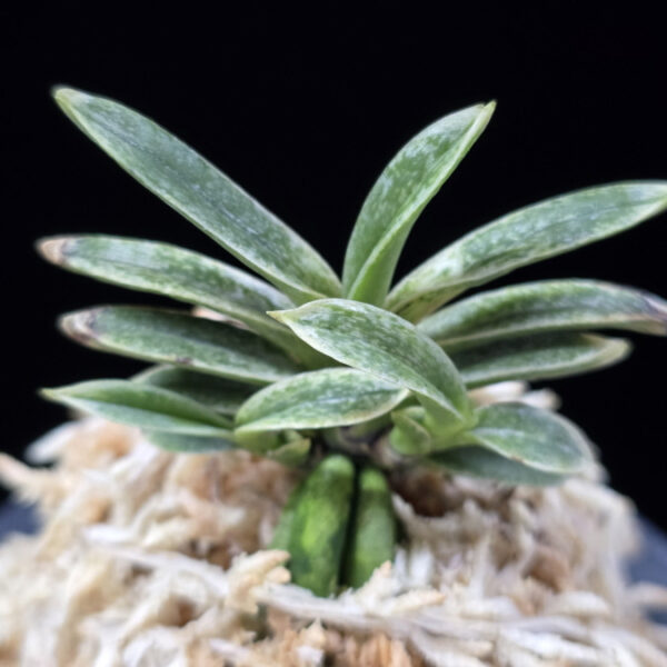 은사시 銀沙施 Eunsasi (Honghyeon*Ginseikan)