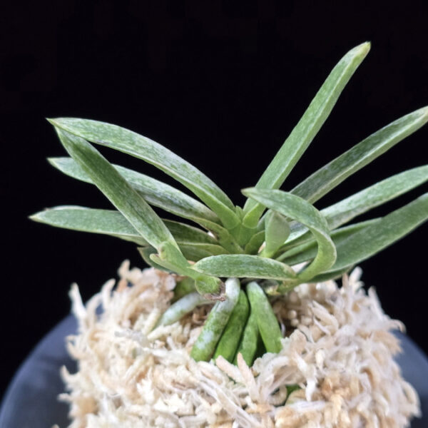 은사시 銀沙施 Eunsasi (Honghyeon*Ginseikan)