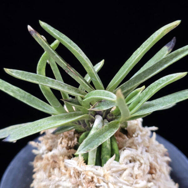 은사시 銀沙施 Eunsasi (Honghyeon*Ginseikan)