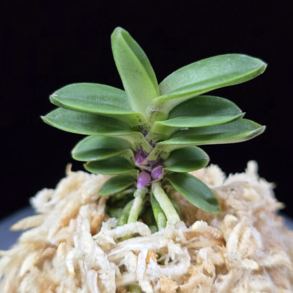 풍천 豊天 Pungcheon (Homeiden+Tengyokuho)