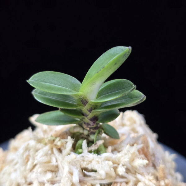 풍천 豊天 Pungcheon (Homeiden+Tengyokuho)